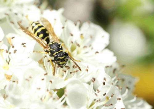 Polistes nimpha